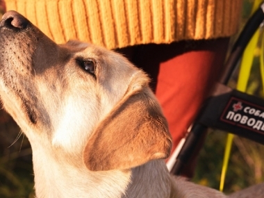 Превью публикации «Уроки доброты», дружеская поддержка и борьба за права: в Москве открылся клуб владельцев собак-проводников «Мудрый пес»