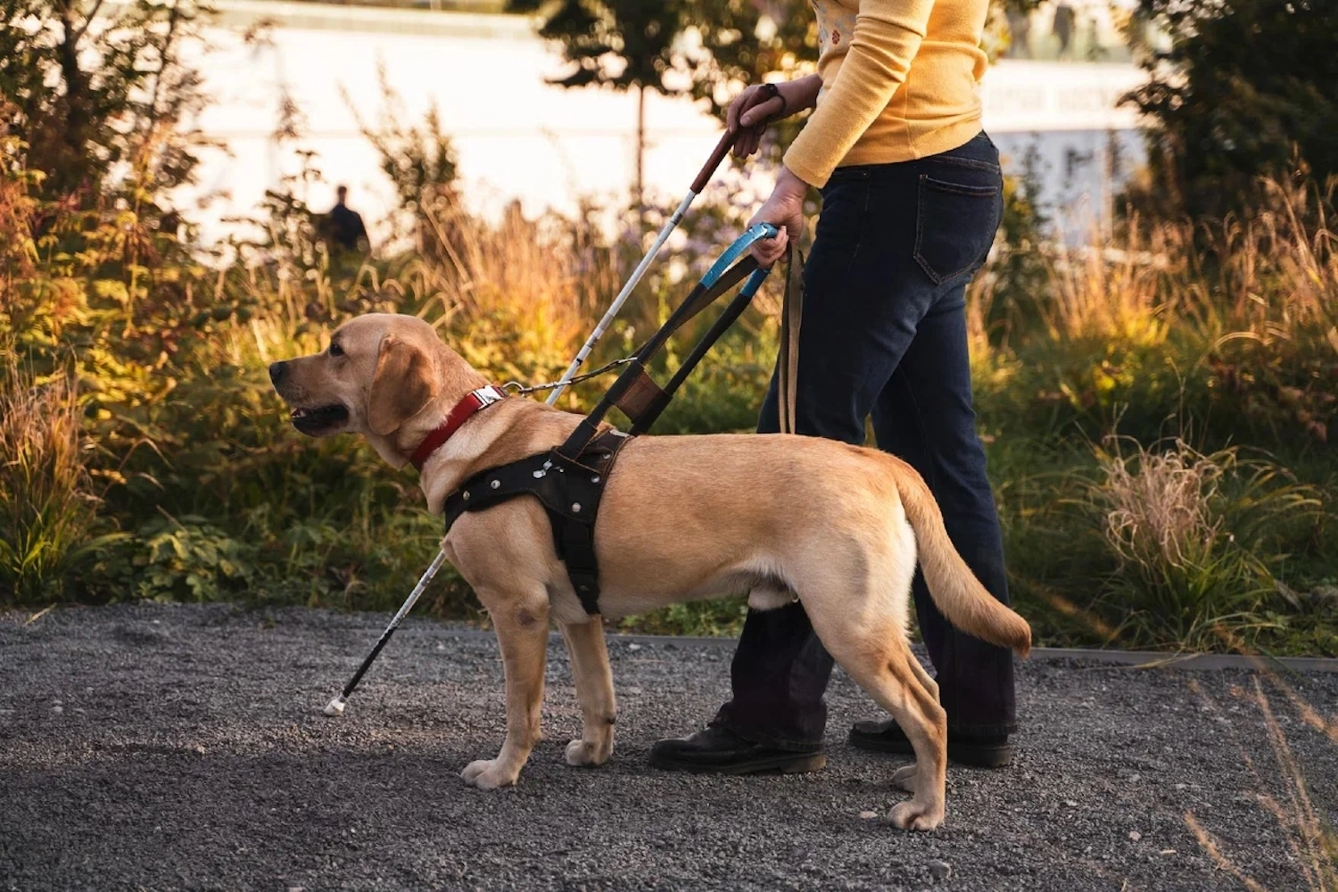 Фотовыставка «Не просто друг»