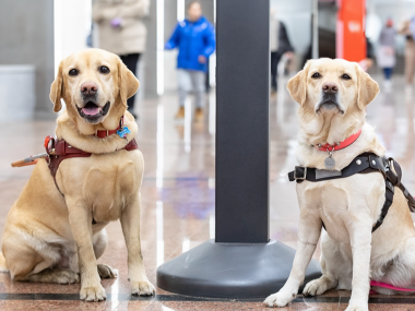 превью публикации В московском метро проходит выставка фотографий собак-проводников
